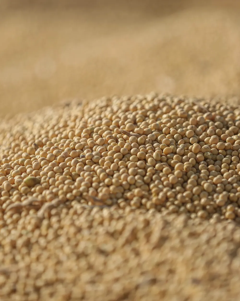A heap of soybeans in soft light