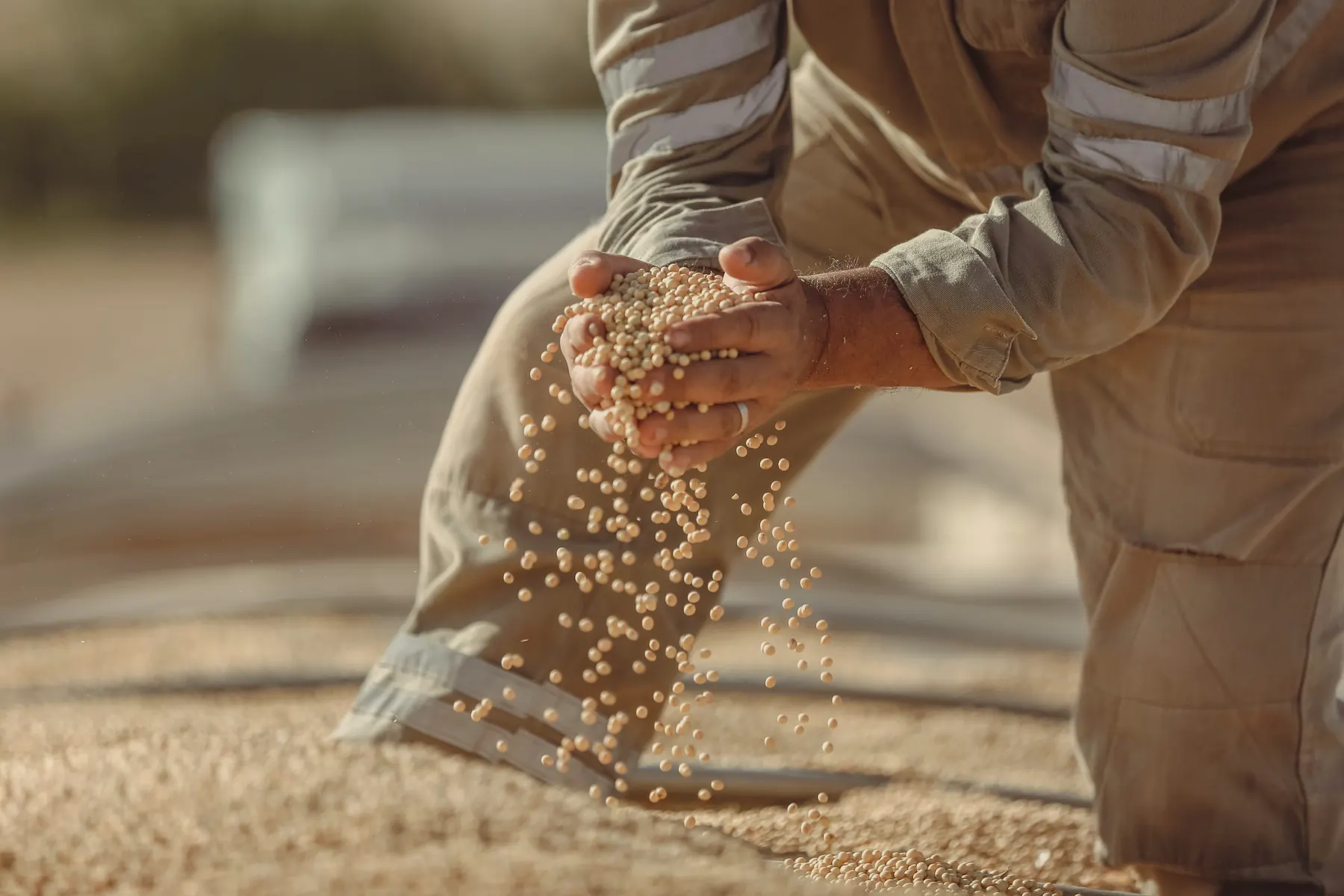 A worker in a grain yard lets soybeans run through his hands